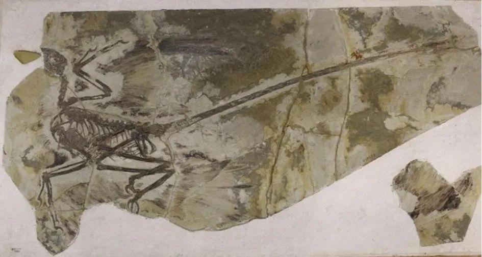 我发现化石了？”“不，你没有。” - 上海科普网