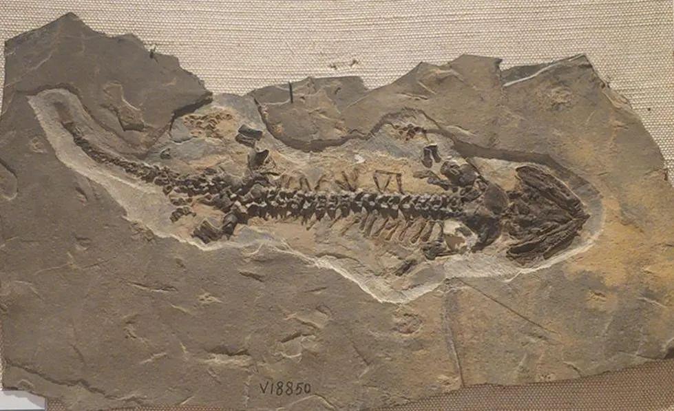 我发现化石了？”“不，你没有。” - 上海科普网