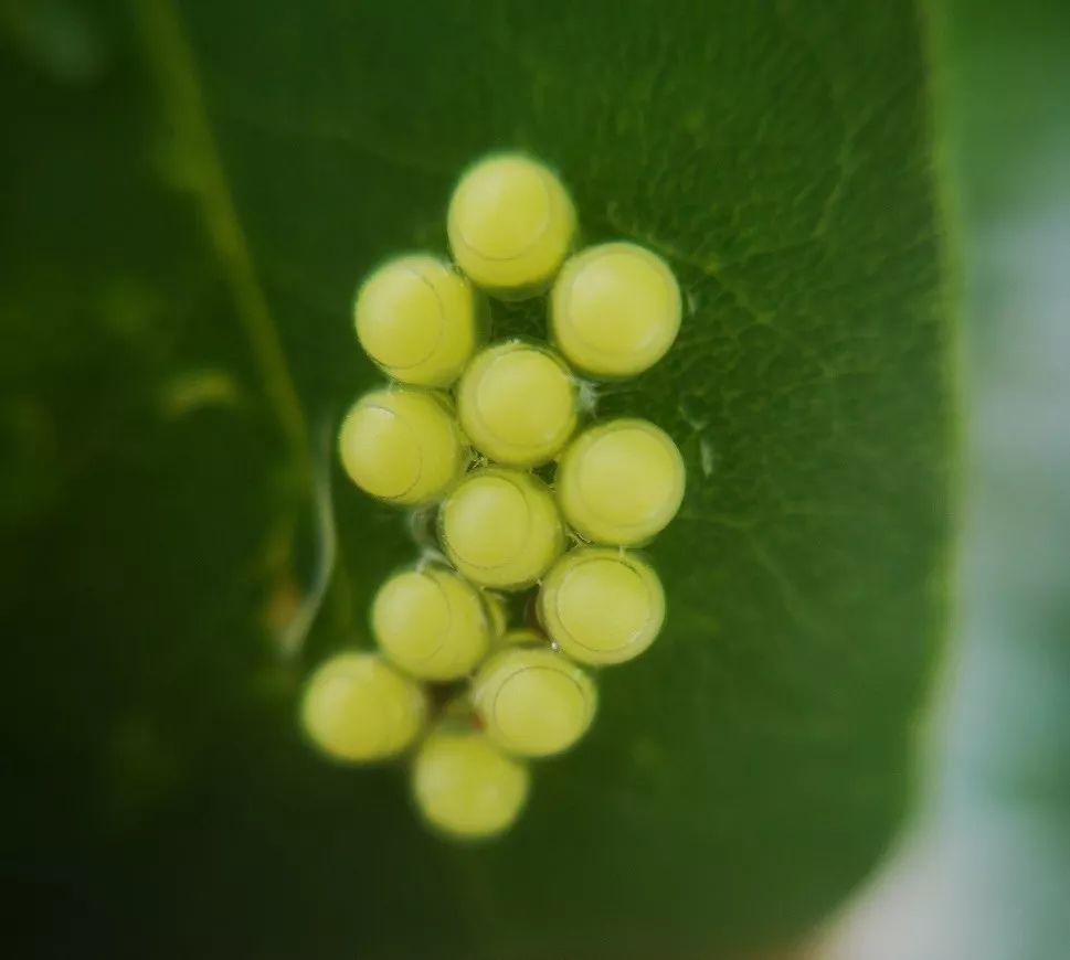 我在一片树叶上发现了一堆黄绿色的蝽卵2019年6月21日   晴好