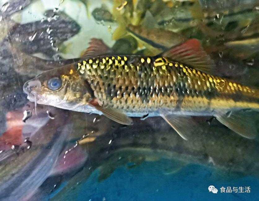 广西贺州龟石水库鱼种图片