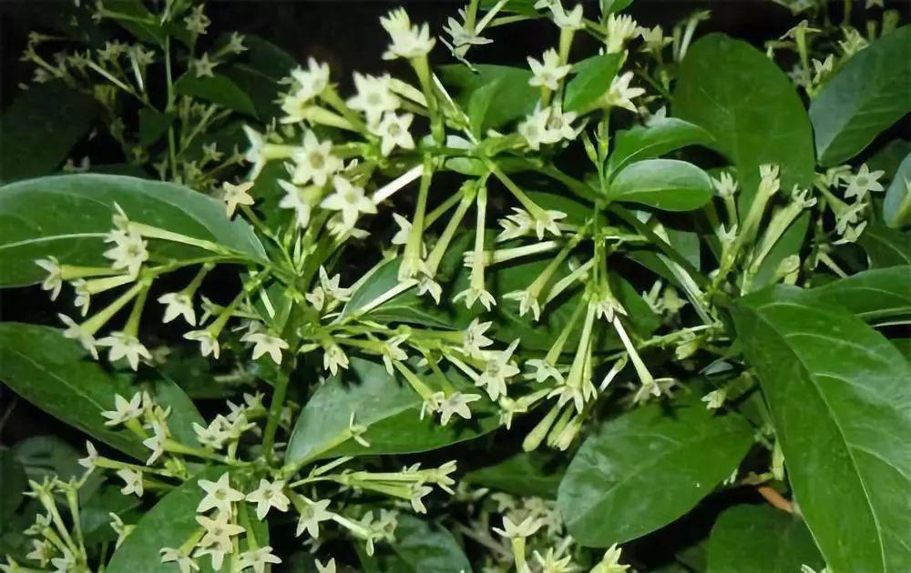 神奇的植物学 为啥夜来香在晚上才香 上海科普网