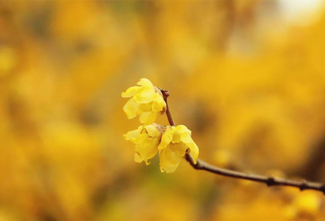 初冬色叶红依旧 蜡梅金黄吐芬芳 上海科普网