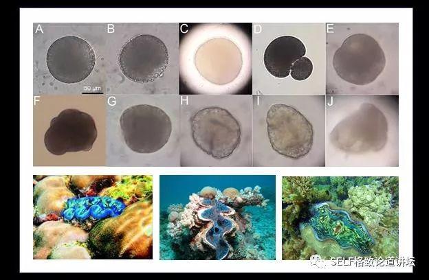 这种一辈子不进食的 佛系 生物 正遭遇灭绝的威胁 喻子牛 上海科普网