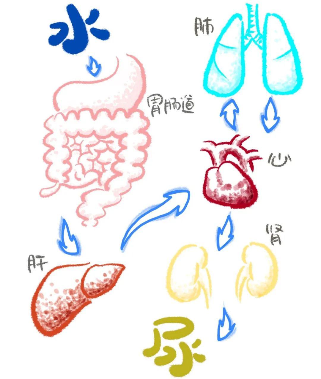 水的消化过程图图片