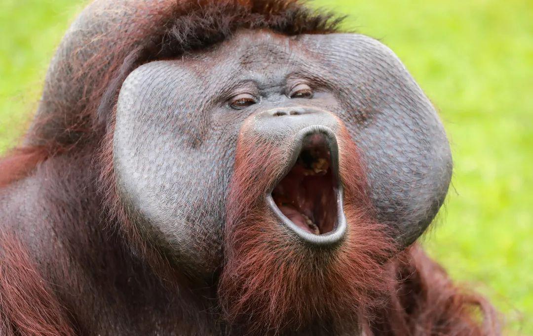 被网友们制作成表情包夸张的表情和动作红猩猩萌态十足红猩猩有棕红色