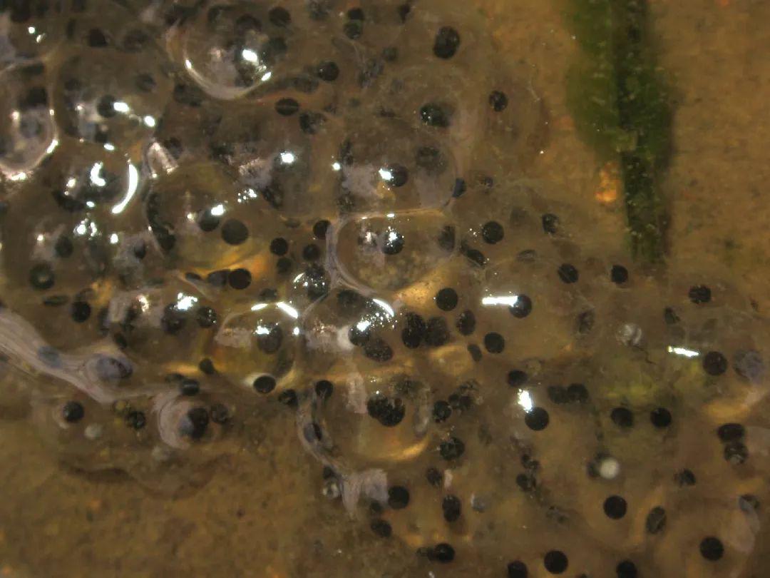 记录青蛙卵孵化和小蝌蚪生长过程 - 知乎