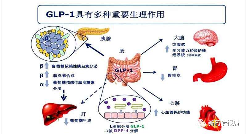 药物减肥_减肥药物奥利司他的作用机制是_减肥药物前十名