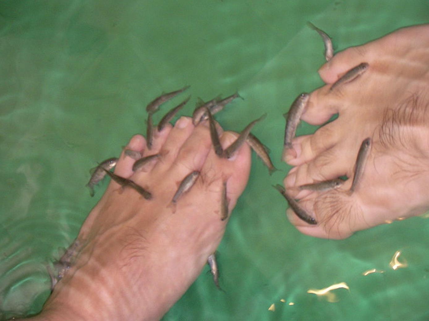 足疗鱼亲亲鱼苗 鱼疗专用亲亲鱼 温泉鱼吃死皮的鱼星子鱼活体包邮-淘宝网