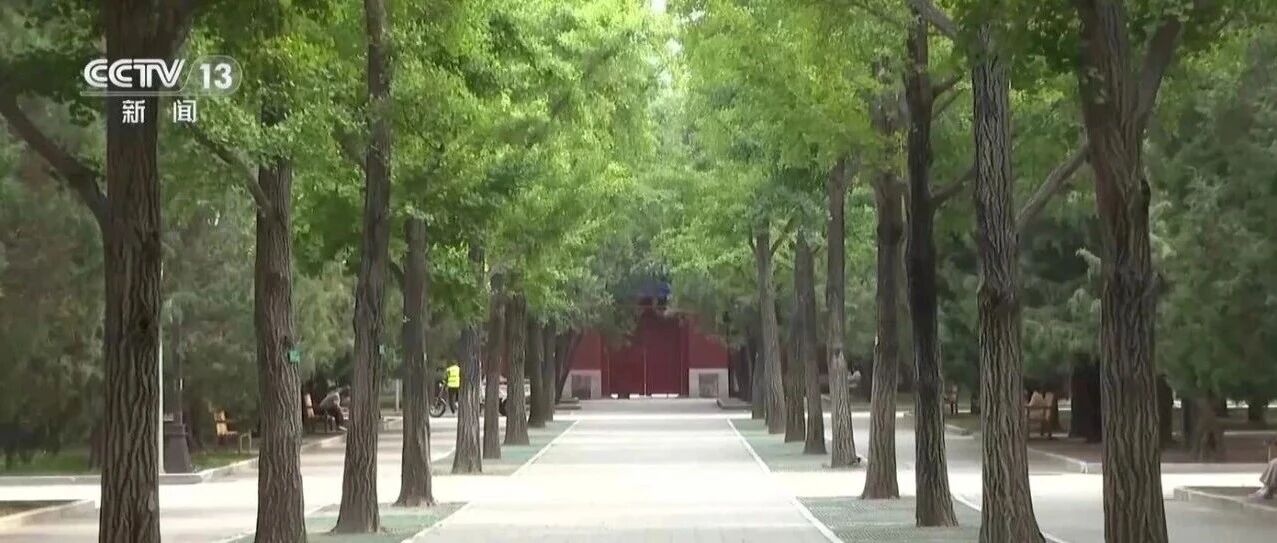 古树名木保护 | 现存古树名木超4万株 北京构建全链条保护体系